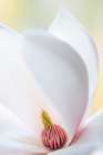 Washington State-Seabeck Close-up of tulip magnolia blossom Art Print
